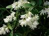 uEmnîɂ_ɁEEEvEcM: LmV^ȃEcM Deutzia crenata 