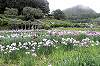 花しょうぶ園は結構広かったです